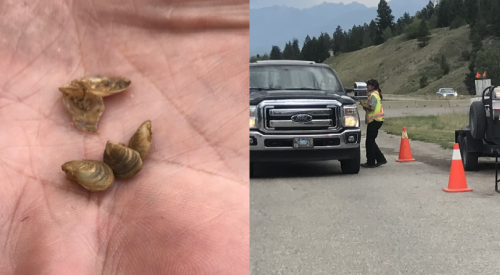 BC's fight against invasive mussels gets $1M annual funding boost