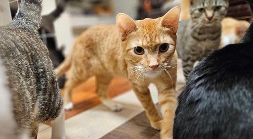 ‘A call for help’: Kelowna’s cat cafe struggling as vet bills pile up