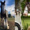 Have a tea party with Horse Drawn Okanagan this Mother’s Day