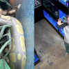 Return my snake by Thursday or I'll post the videos, Kelowna pet store owner warns