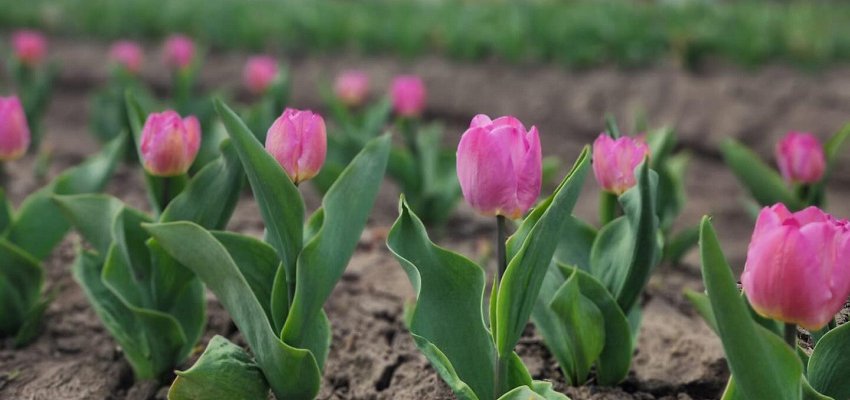 Kelowna has joined the tulip festival game thanks to KLO Farm Market